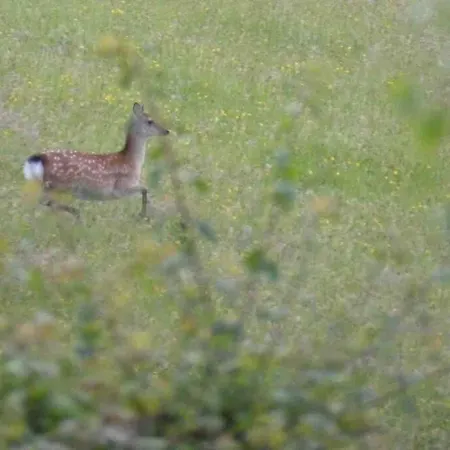 Beautiful Garden With Private Patio And Garden View Apartment