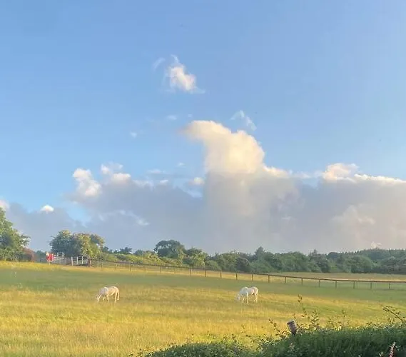 Beautiful Garden With Private Patio And Garden View Apartment